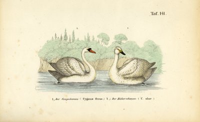 Knopsvane og sangsvane af J. W. Tenhaeff