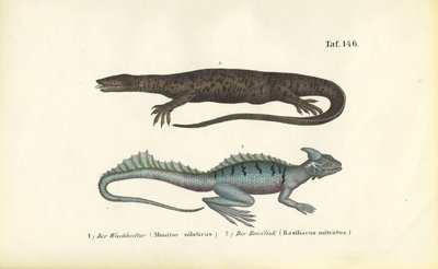 Nile Monitor og Plumed Basilisk af J. W. Tenhaeff