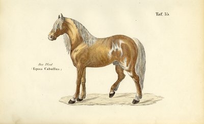 Ædel hest af J. W. Tenhaeff