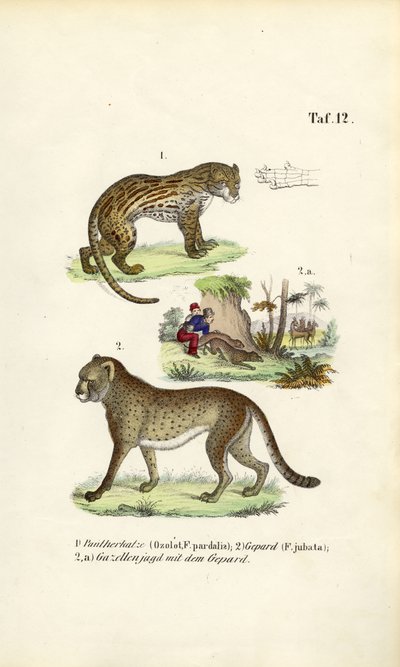 Ozelot, gepard og gepardjagt af J. W. Tenhaeff