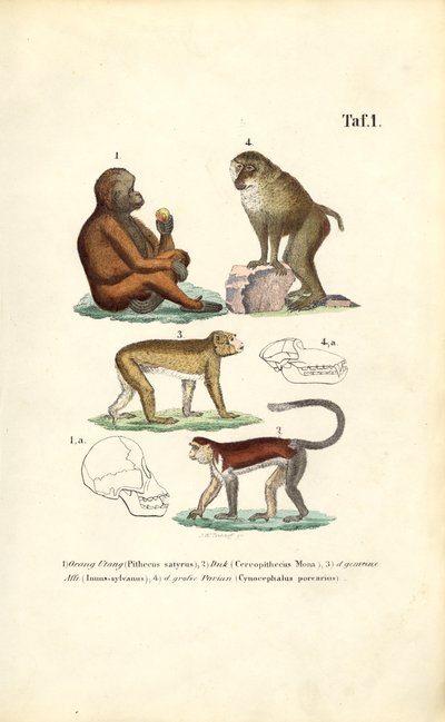 Aber i den gamle verden: Orangutang, makak, abe og bavian af J. W. Tenhaeff