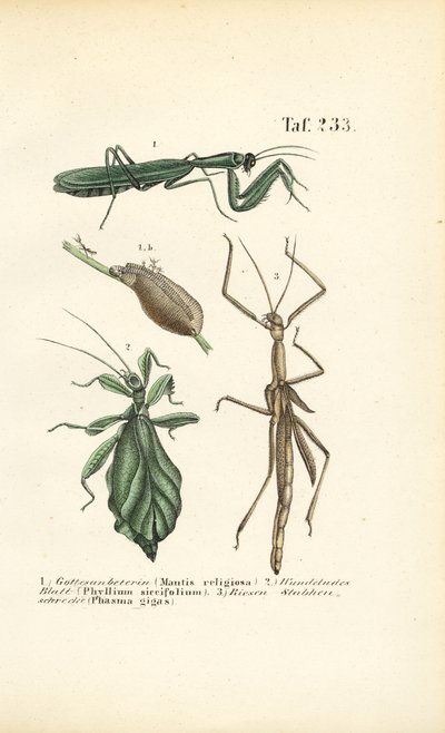 Knælere og insekter på pind af J. W. Tenhaeff