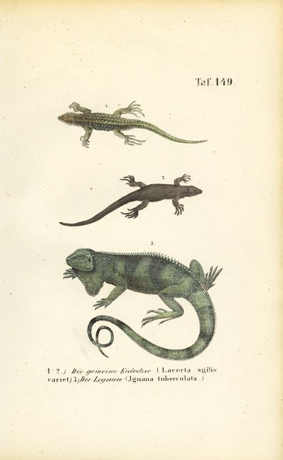 Sandøgler og grøn leguan af J. W. Tenhaeff