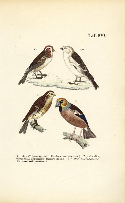 Snespurv, gærdesmutte og kernebider af J. W. Tenhaeff