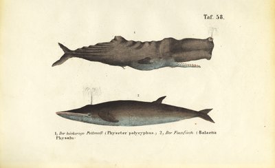 Kaskelothval og finhval af J. W. Tenhaeff