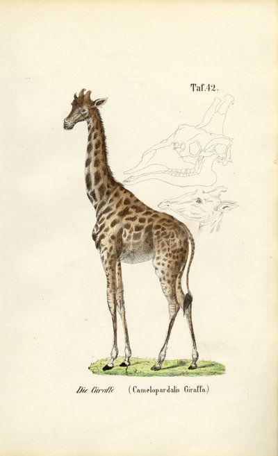 Giraffen af J. W. Tenhaeff