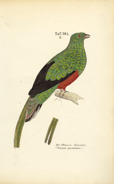 Den pavoninske quetzal af J. W. Tenhaeff