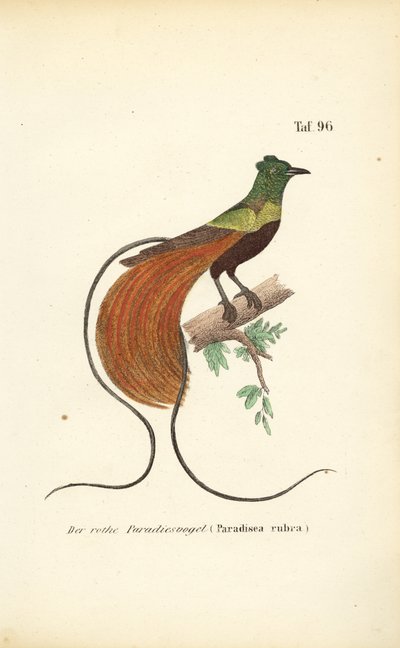 Den røde paradisfugl af J. W. Tenhaeff