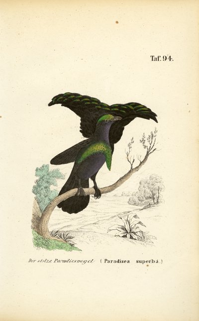 Den fantastiske paradisfugl af J. W. Tenhaeff
