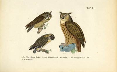 Tre uglearter med øreknopper af J. W. Tenhaeff