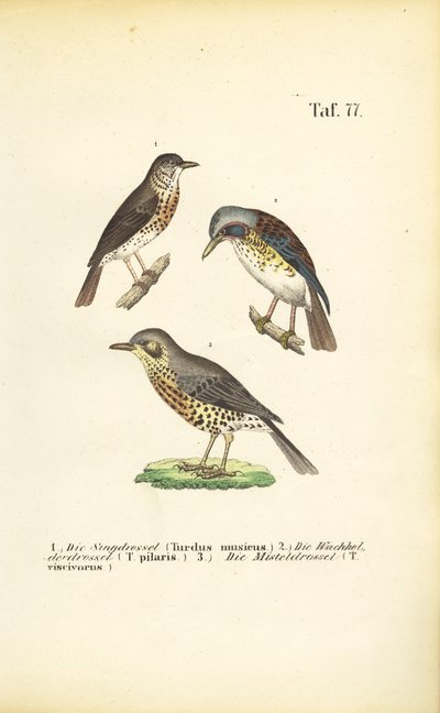 Tre arter af drosler af J. W. Tenhaeff