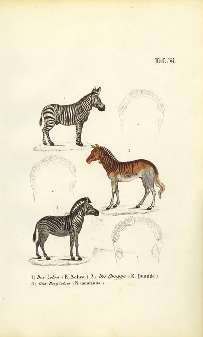 Tre zebra-arter af J. W. Tenhaeff