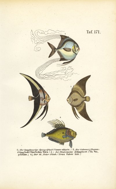 Tropiske prydfisk af J. W. Tenhaeff