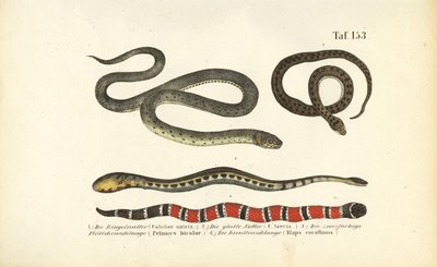 Forskellige slanger og koralslangen af J. W. Tenhaeff