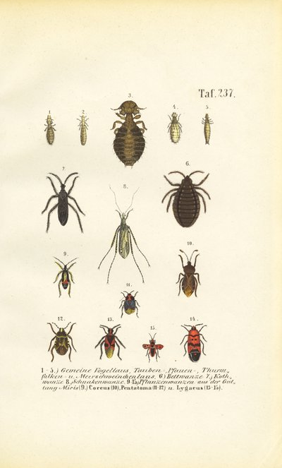 Forskellige parasitter og ægte insekter af J. W. Tenhaeff