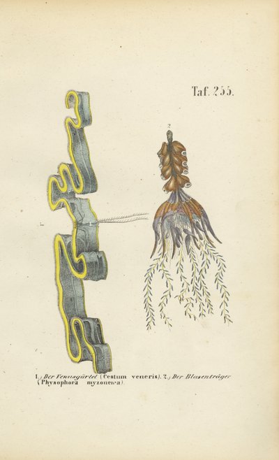 Venusgylden og blærerod af J. W. Tenhaeff