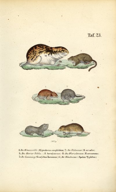 Mosegrise og beslægtede gnavere af J. W. Tenhaeff