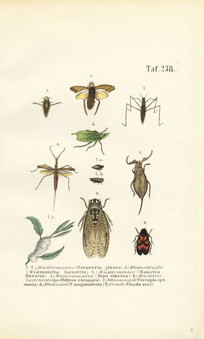 Vandinsekter og andre insekter af J. W. Tenhaeff