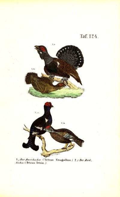 Agerhøne og Birkhøne af J. W. Tenhaeff