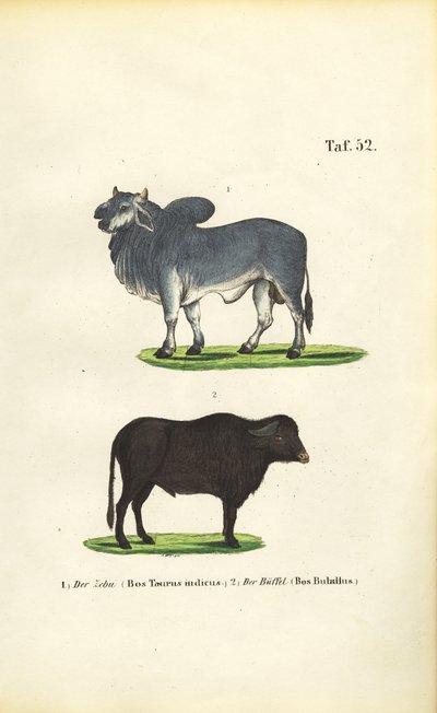 Zebu og bøffel af J. W. Tenhaeff