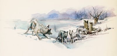 Flok ulve, fra Call of Wild, eventyrroman af Jack London (1876-1916), tegning af Jack London