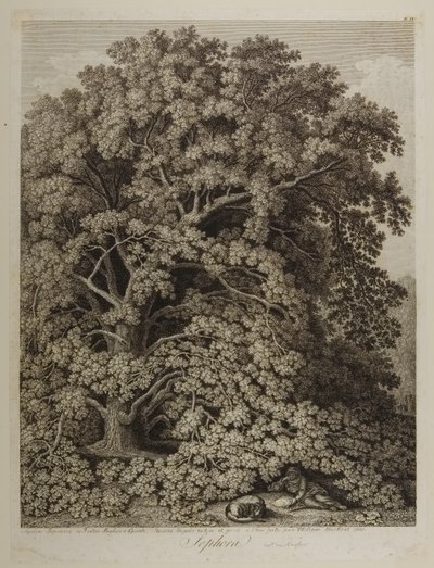 Sophora af Jacob Philippe Hackert