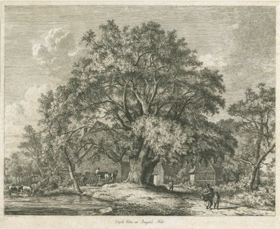 Blithfield - Wych Elm: ætsning, 1825 af Jacob George Strutt