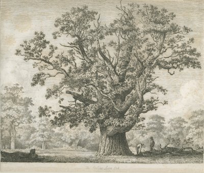 Needwood - Swilcar Oak: ætsning, nd [c 1820-1850] af Jacob George Strutt