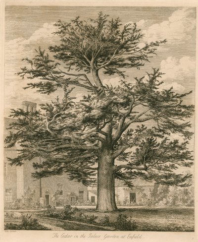 Cedar i Palace Garden i Enfield, Middlesex af Jacob George Strutt