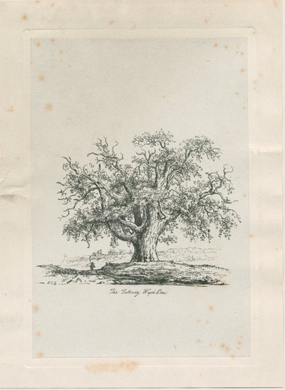 Tutbury - "Wych Elm": gravering, nd [c 1820] af Jacob George Strutt