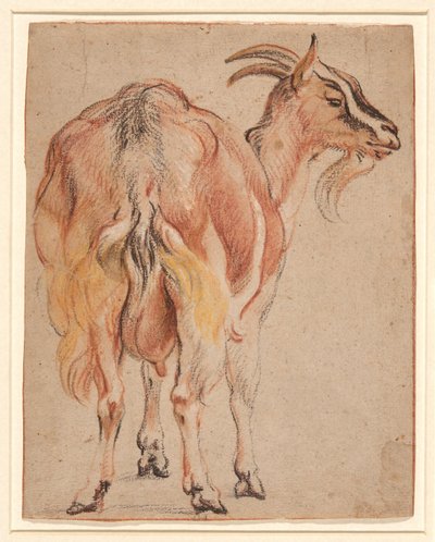 Ged, ca. 1657 (kridt & vask forhøjet med hvid) af Jacob Jordaens