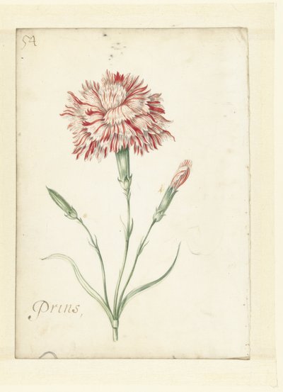 Nellike af Jacob Marrel (possibly)