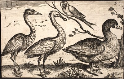 Hejre, skestork, fugl og gås af Jacob Matham