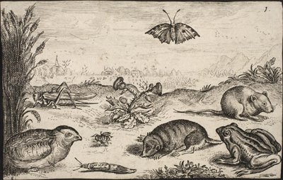 Smådyr og insekter: Græshoppe, sommerfugl, markmus, agerhøne, bi, snegl, muldvarp og frø. af Jacob Matham
