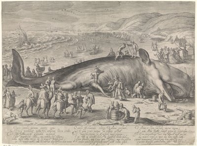 Hval strandede ved Berckhey, 1598 af Jacob Matham