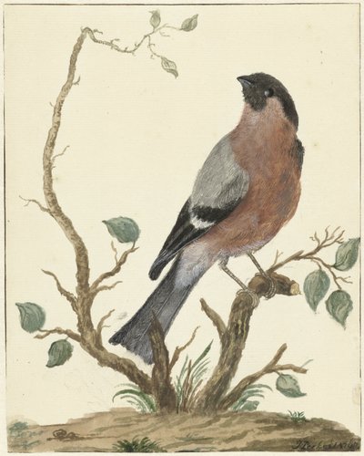 Bullfinch af Jacob Perkois