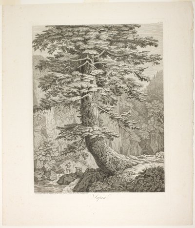 Fyrretræ af Jacob Philipp Hackert