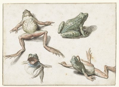 Fire undersøgelser af en frø af Jacob de Gheyn (II)