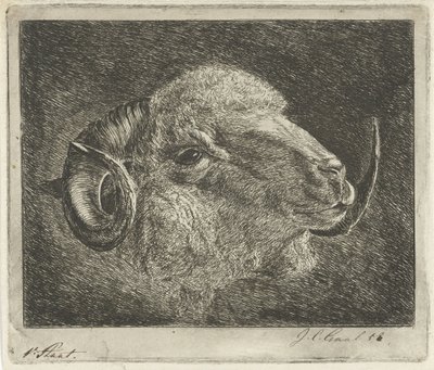 Hovedet af en vædder med horn vendt tilbage af Jacobus Cornelis Gaal (signed by artist)