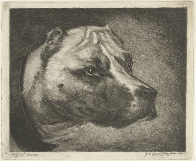 Hundehoved med halsbånd af Jacobus Cornelis Gaal