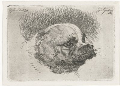 Hovedet af en mops af Jacobus Cornelis Gaal