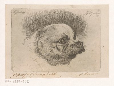 Hovedet af en mops af Jacobus Cornelis Gaal
