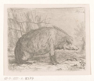 Siddende vildsvin af Jacobus Cornelis Gaal