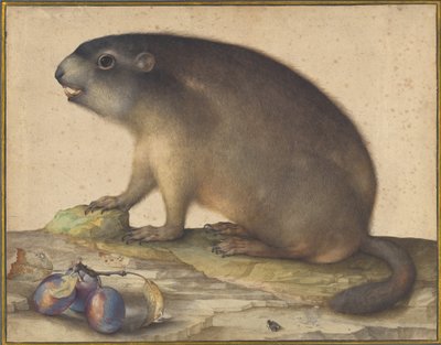 En murmeldyr med en gren af blommer af Jacopo Ligozzi