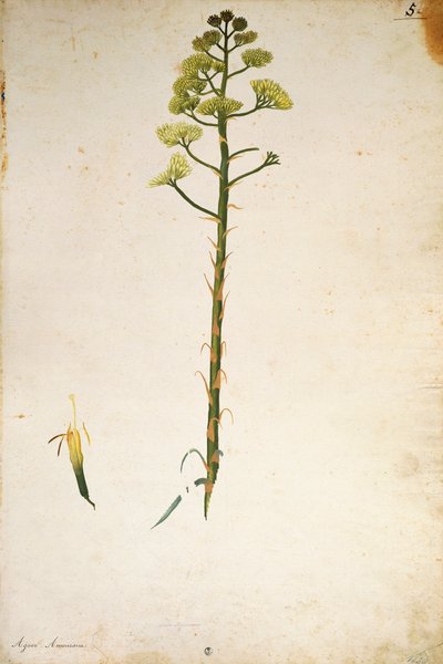 Århundrede planteblomst (Agave americana) af Jacopo Ligozzi af Jacopo Ligozzi