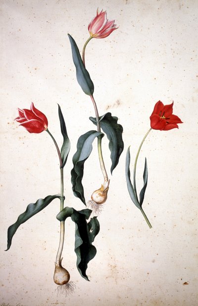 Herbarium: Tolipa Gesaeriana af Jacopo Ligozzi