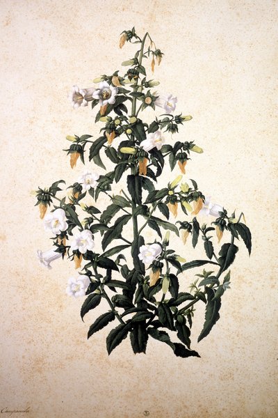 Herbarium: Campanula af Jacopo Ligozzi