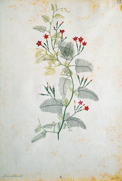 Italien, Quamoclit pennata (cypresvin), mexicansk plante, af Jacopo Ligozzi (1547-1627) af Jacopo Ligozzi