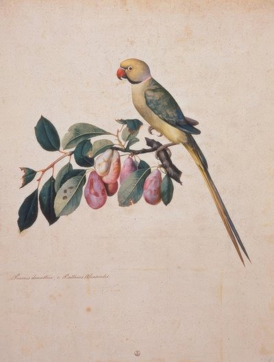 Prunus domesticus, fra Alexanders papegøje af Jacopo Ligozzi