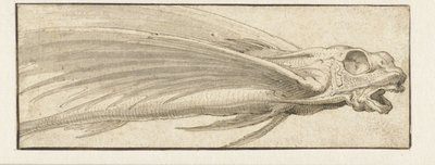 Flyvefisk af Jacopo Ligozzi